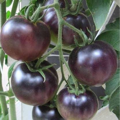 DHENU PRASAD 1311 F1 Hybrid Round Black Tomato Seed