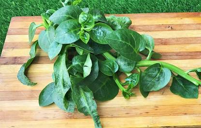 CYBEXIS VVI-55 - Ceylon Alugbati Leaf Malabar Spinach - (250 Seeds) Seed
