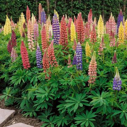 JRYU Lupin Flower Seed
