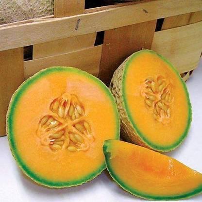WILLVINE NDIR-307 Sugar Cube Musk Melon Cantaloupe Seed
