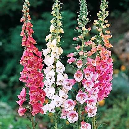 NooElec Seeds India All Seasons Foxglove Purple Mix Flower Seed
