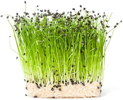 WILLVINE GBPUT -III Onion - Microgreens [10g] Seed