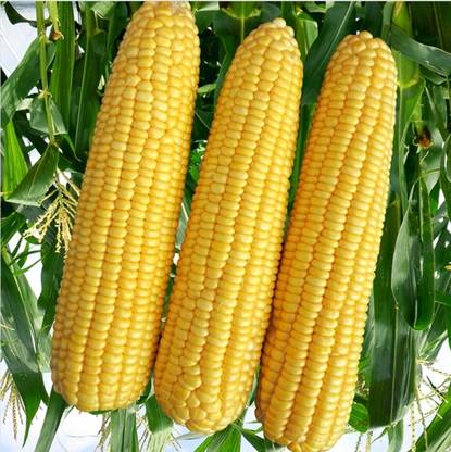 HYBRID 1kg corn/maize seeds Highest yield variety early fruiting long bhutta Seed