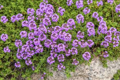 CYBEXIS NBIR-42 - Creeping Thyme Ground Cover - (150 Seeds) Seed