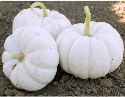 Qualtivate PUA-6A Pumpkin Mini Gooligan 9163 (White) Seed