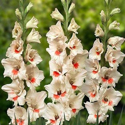 WILLVINE HUA-576 Gladiolus Ajax Bulb Size 12/14 Sword Lily Seed