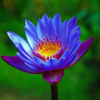 VibeX ® VXI-294 Blue Hardy Water Lily Seeds Seed