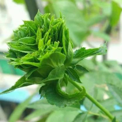 VibeX Japanese Green Rose Real Green Mini Seed