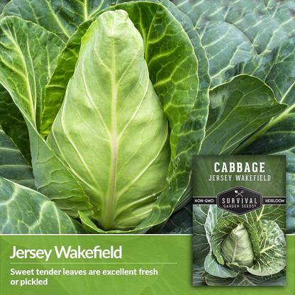WILLVINE ROX -X Jersey Wakefield Cone-Shaped Cabbage [1g] Seed