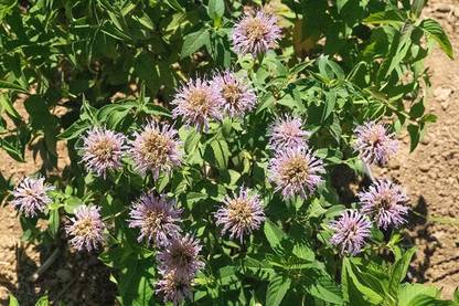 VibeX VXI-70 - Lavender Bee Balm (Monarda fistulosa) - (2250 Seeds) Seed