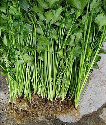 VibeX PAU-28 - Celery Smallage - (750 Seeds) Seed