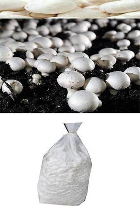 SBGARDEN Button Mushroom Spawn Seed