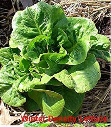 VibeX ATS-67 - Winter Density Lettuce - (1350 Seeds) Seed