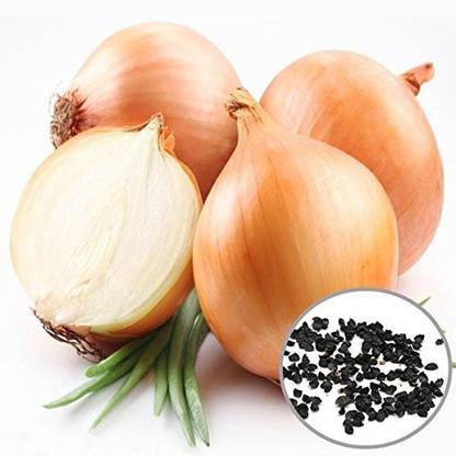 WILLVINE ATS-1396 Onion Orange Seeds-1500 Seeds Seed
