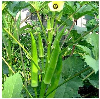 DIOART XIIV-859-®F1 HYBRID BHINDI SEEDS Seed