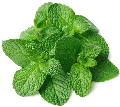 TANCES PEPPERMINT (Mentha piperita) Seed