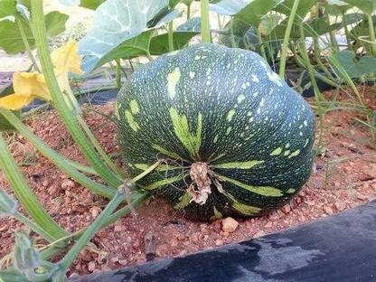 VibeX ® RXI-126 ATLANTIC GIANT PUMPKIN CUCURBITA MAXIMA Seed