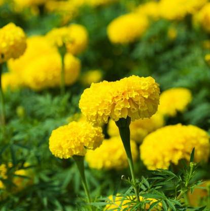 KNESSiN Marigold Lemon Drop - Tagetes erecta Seed