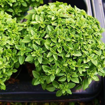 VibeX ® XLR-47 Greek Dwarf Basil (Ocimum basilicum) Seed