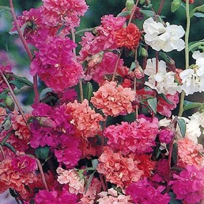 CYBEXIS Clarkia Elegans Double Mix Seeds - Mix Colour Double Flowers Seed