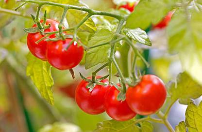 FarmCare tomato Seed