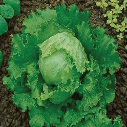 Aywal Lettuce Iceberg Seeds/Salad/सलाद के बीज/Vegetable Seed