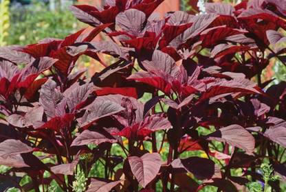 BJUBAS Spinach Seeds For Home Garden pack of 1180 Seed