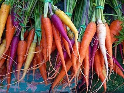 Qualtivate XXX-8A Carrot Mix of 6 Colorful Varieties Seed