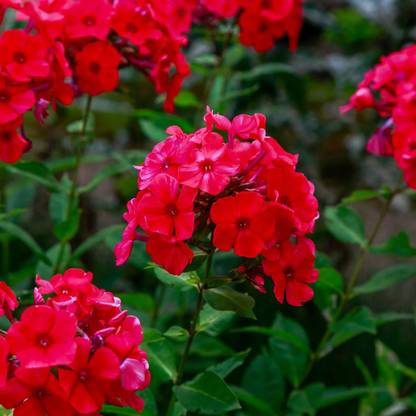 CEZIUS Annual Phlox Seeds - Red Seed