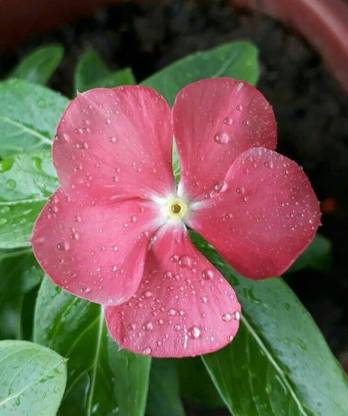 ibains Nayantara flower seeds Seed