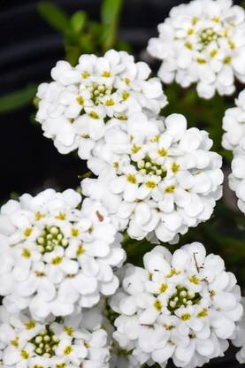 CEZIUS Candytuft | Snowsurfer Forte Seed