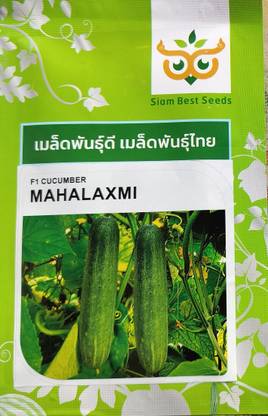 HYBRID 10g mahalaxmi cucumber seeds highest yield variety early fruiting Seed