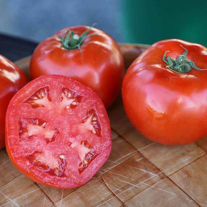 VRAKSHA Tomato Red Snapper Seed