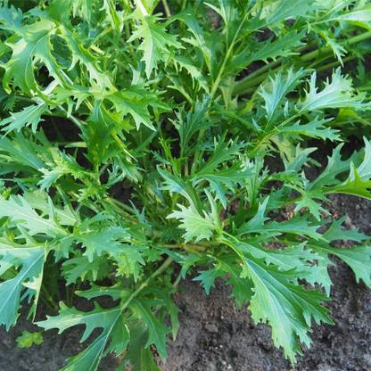 CYBEXIS VXI-87 - Mizuna ( Japanese Mustard Greens) - (250 Seeds) Seed