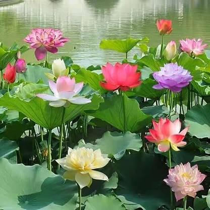 Aywal lotus/water lily flower /bonsai Lotus /ponds Seed