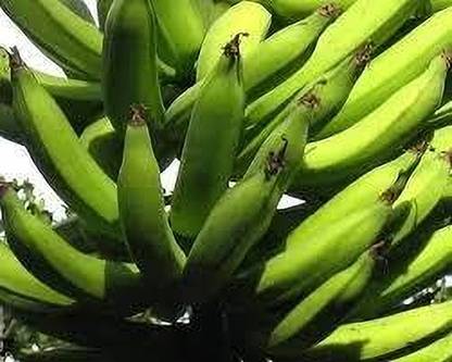 VENUS ONLINE Nendran Banana-(Only Plant no Seed ) in poly cover - 1 Live Plant Seed