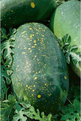 WILLVINE VVI-208 Moon & Stars Red Watermelon Seeds Seed