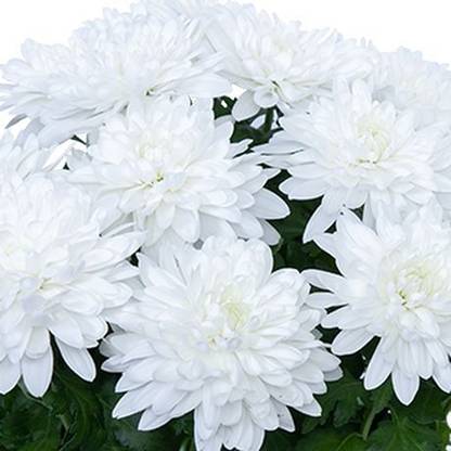 XOLDA Exotic chrysanthemum white Seed