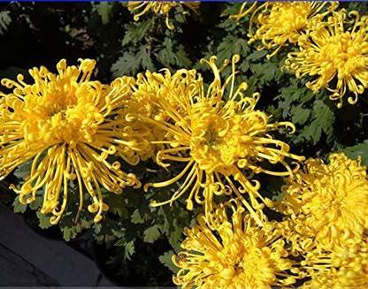 CYBEXIS Yellow Spider Chrysanthemum Flower Seeds Seed