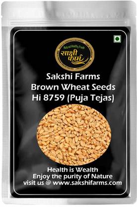 Sakshi Farms Brown Wheat Seeds, Gehu Ka Bheej Seed