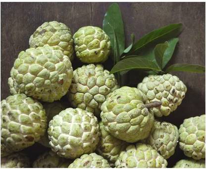 STOREFLIX SHALIFA FRUIT Seed