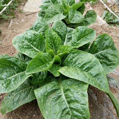 CYBEXIS Good Germination Romaine Lettuce Seeds-500 Seeds Seed