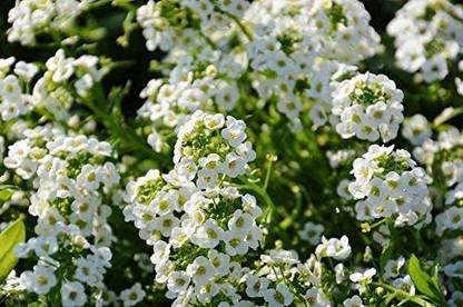 CYBEXIS Sweet Alyssum, Sweet Allison Seed