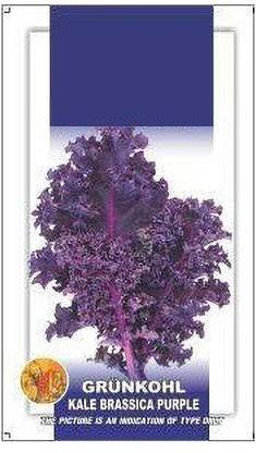 VibeX Kale Brassica Oleracea Purple Exotic Seeds Seed