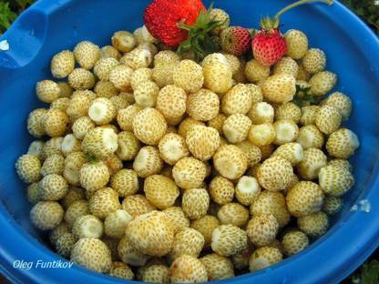 ActrovaX Strawberry Golden dessert from Ukraine [1600 Seeds] Seed