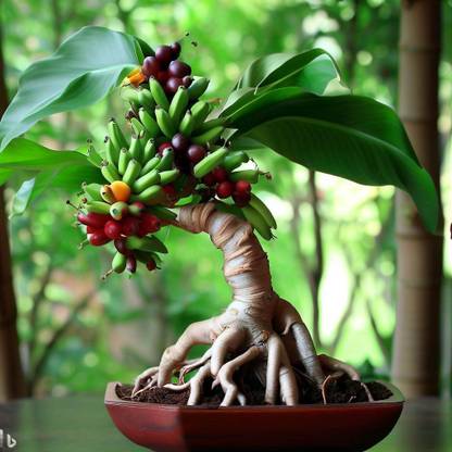 NooElec Seeds India Exotic Dwarf Bonsai Banana Fruit Seed