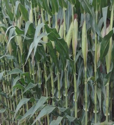 HYBRID CORN SEEDS HYBRID MAIZE SEEDS, HYBRID MAIZE SEEDS Seed