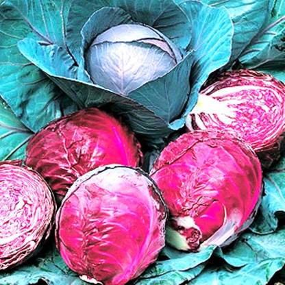 CYBEXIS Red Drumhead Cabbage-250 Seeds Seed