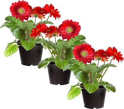 WILLVINE ATS-11 Daisies - Red Seeds Seed