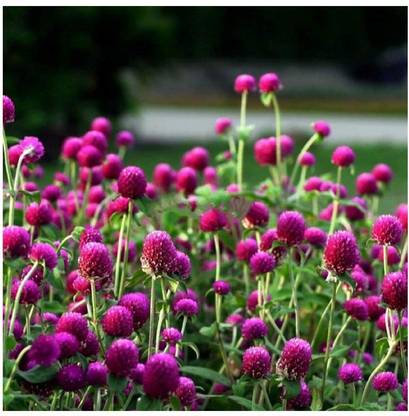 STARKC Globe amaranth, (Gomphrena globosa) Seed